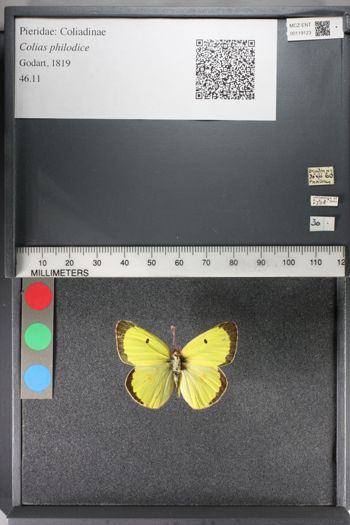 Media type: image;   Entomology 119123